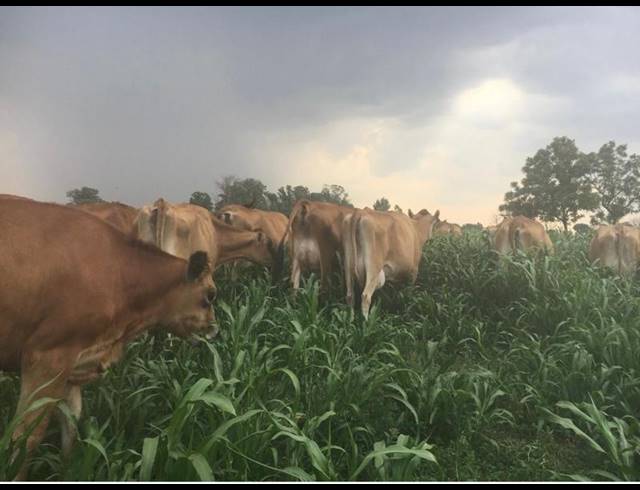 FARM FOR SALE IN ONDERSTEPOORT